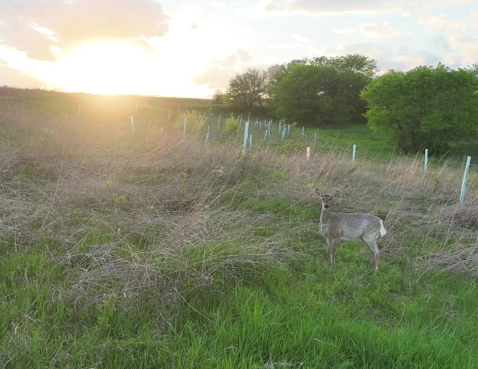 Listing Photo: Deer Photo1